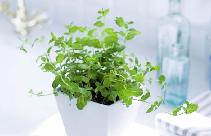 艺美佳硅藻泥来了，您家还在用植物净化空气吗？