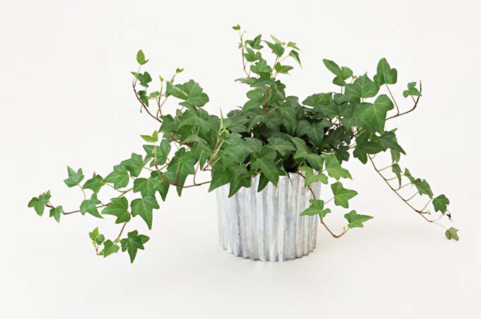 硅藻泥，硅藻泥加盟，硅藻泥厂家，硅藻泥品牌，硅藻泥代理，艺美佳硅藻泥