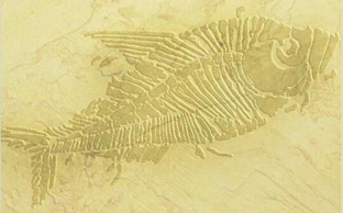 DIY花型镂印-LY40004